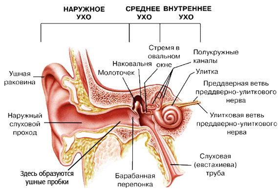 Воспаление уха: Причины, симптомы, лечение